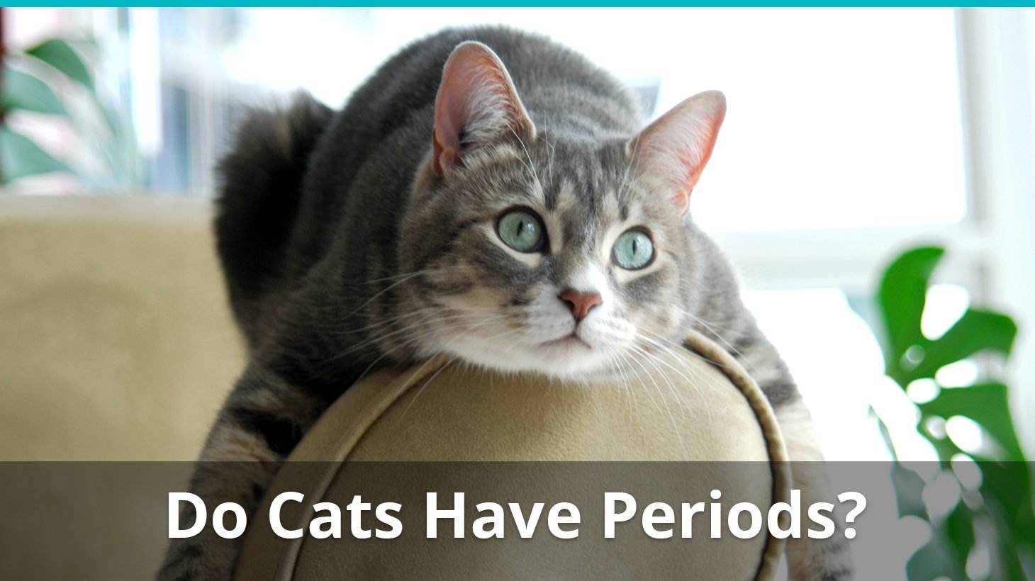 Do Female Cats Have Periods & Bleed During A Menstrual Cycle?