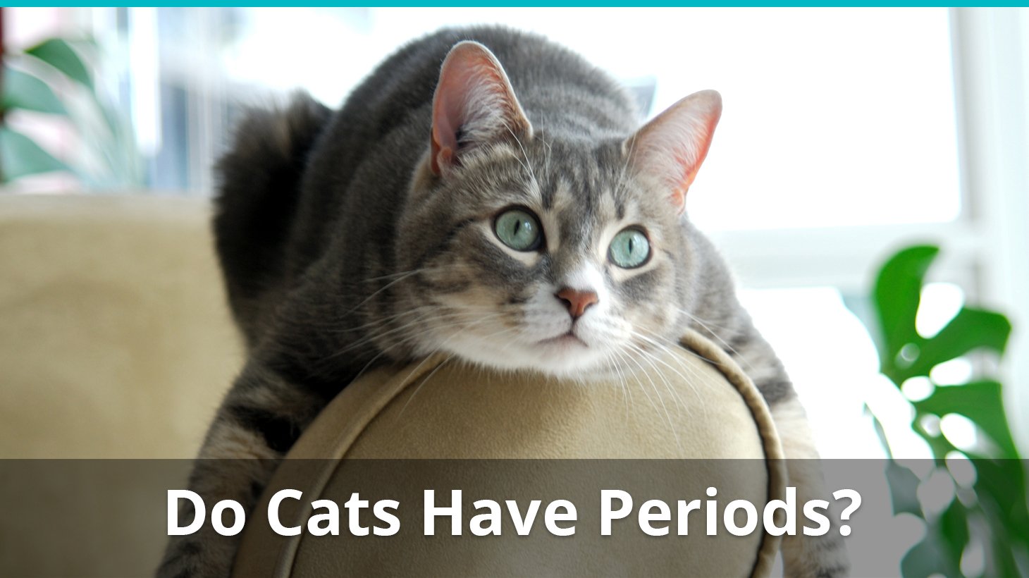 do cats and dogs have periods