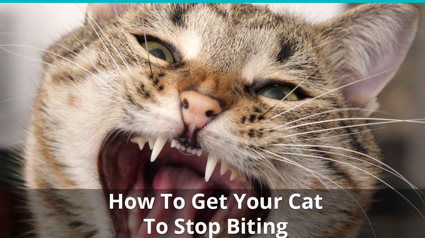 how to get cat stop biting