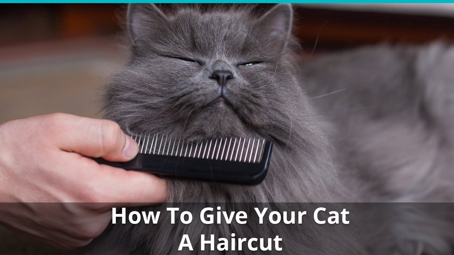 how to give cat haircut