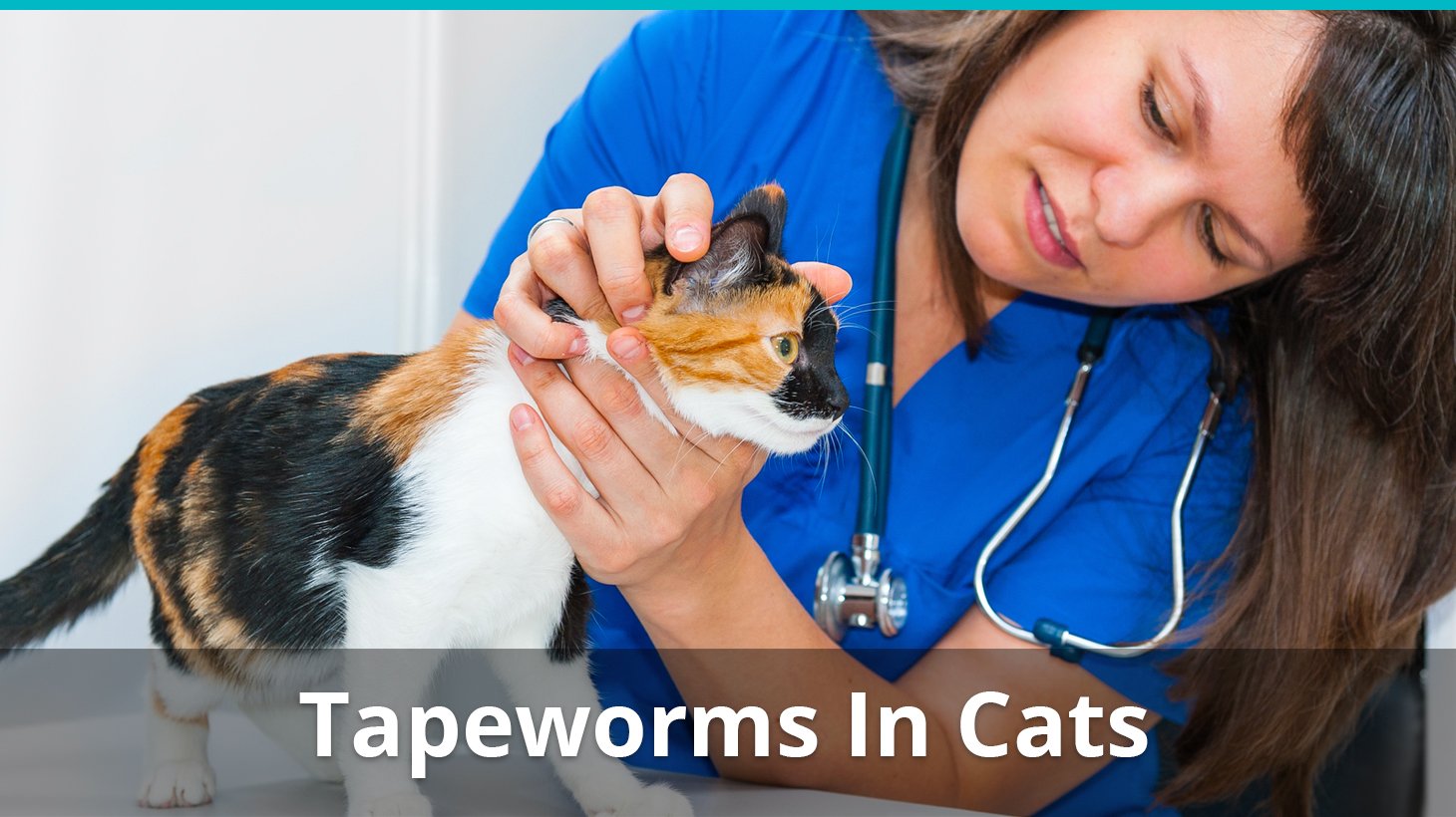 tapeworms in cats