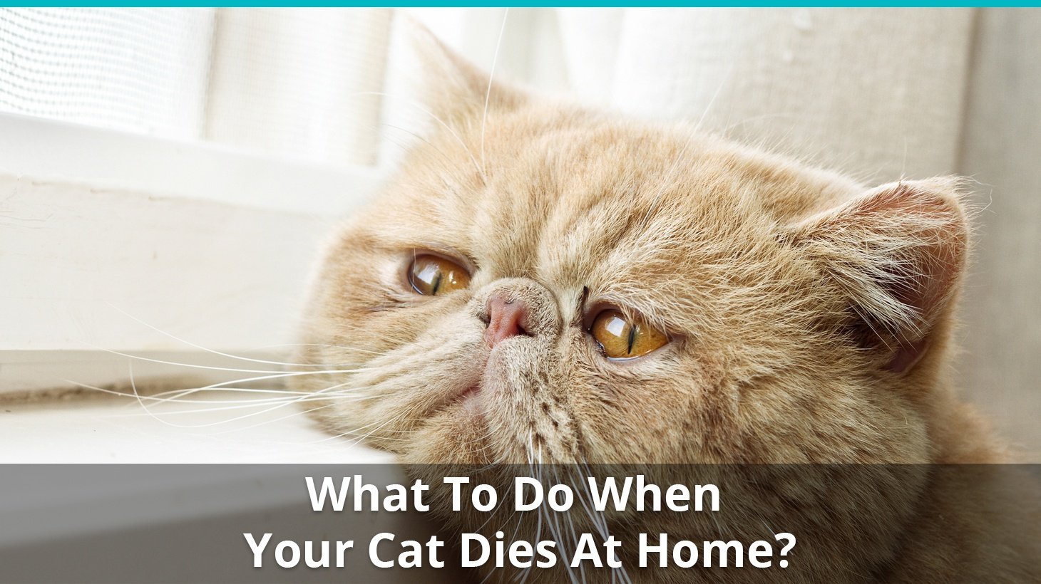 what to do when cat dies at home