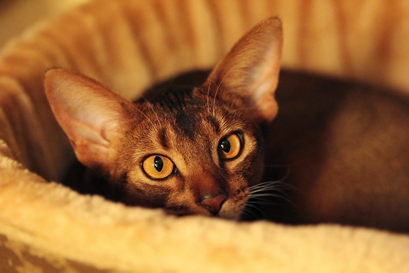 abyssinian cat