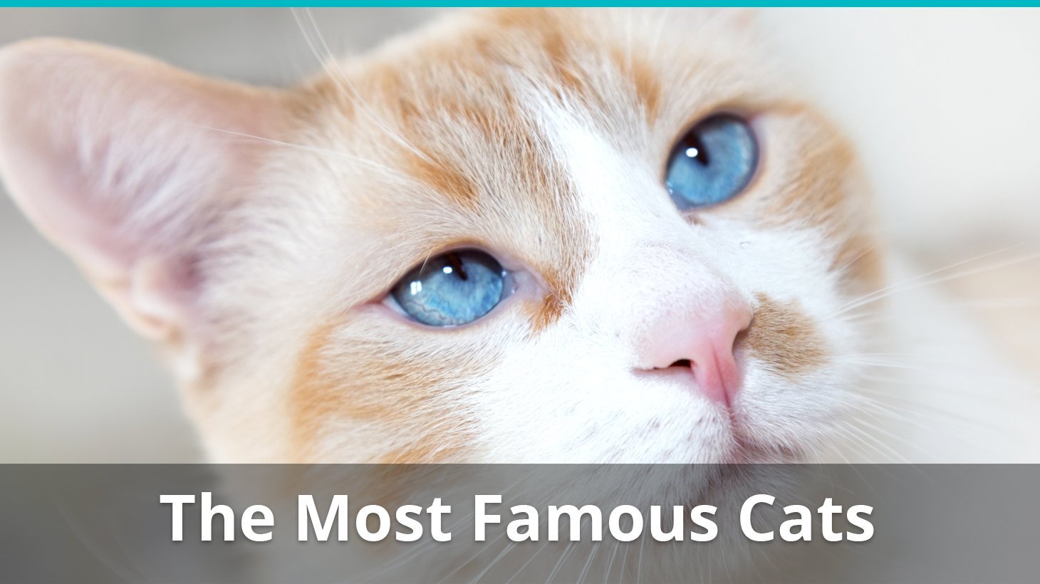 most famous cats in the world