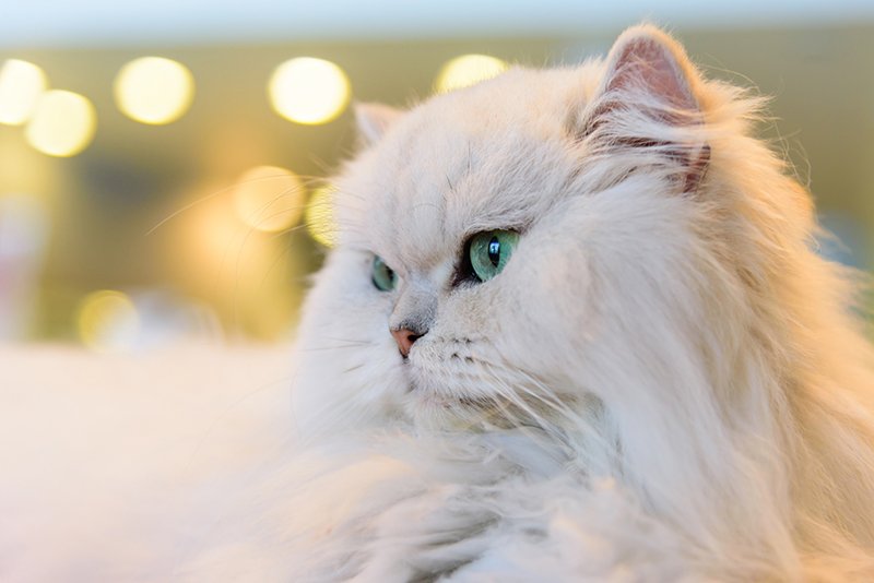 white persian cat