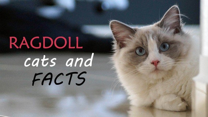 Facts about best sale ragdoll cats