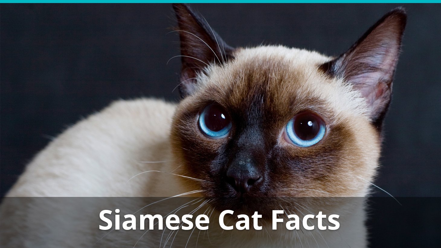 Siamese Cat Facts Colors Health Issues Nutrition And More Vital Info