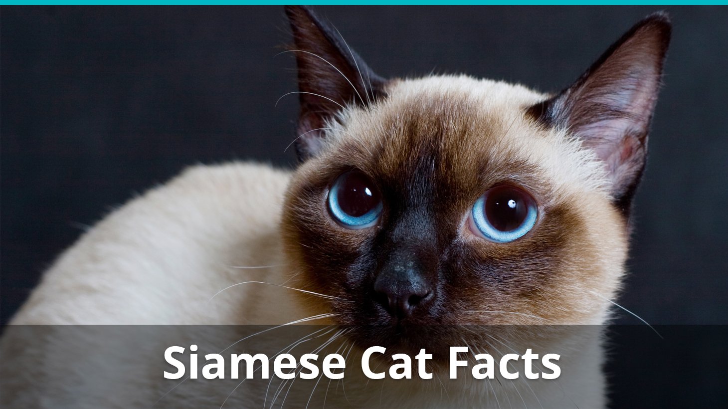 siamese mix cat lifespan