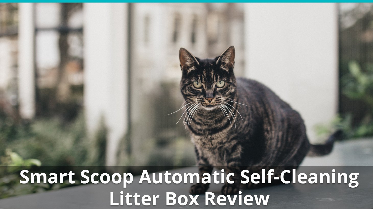 smart scoop automatic litter box review