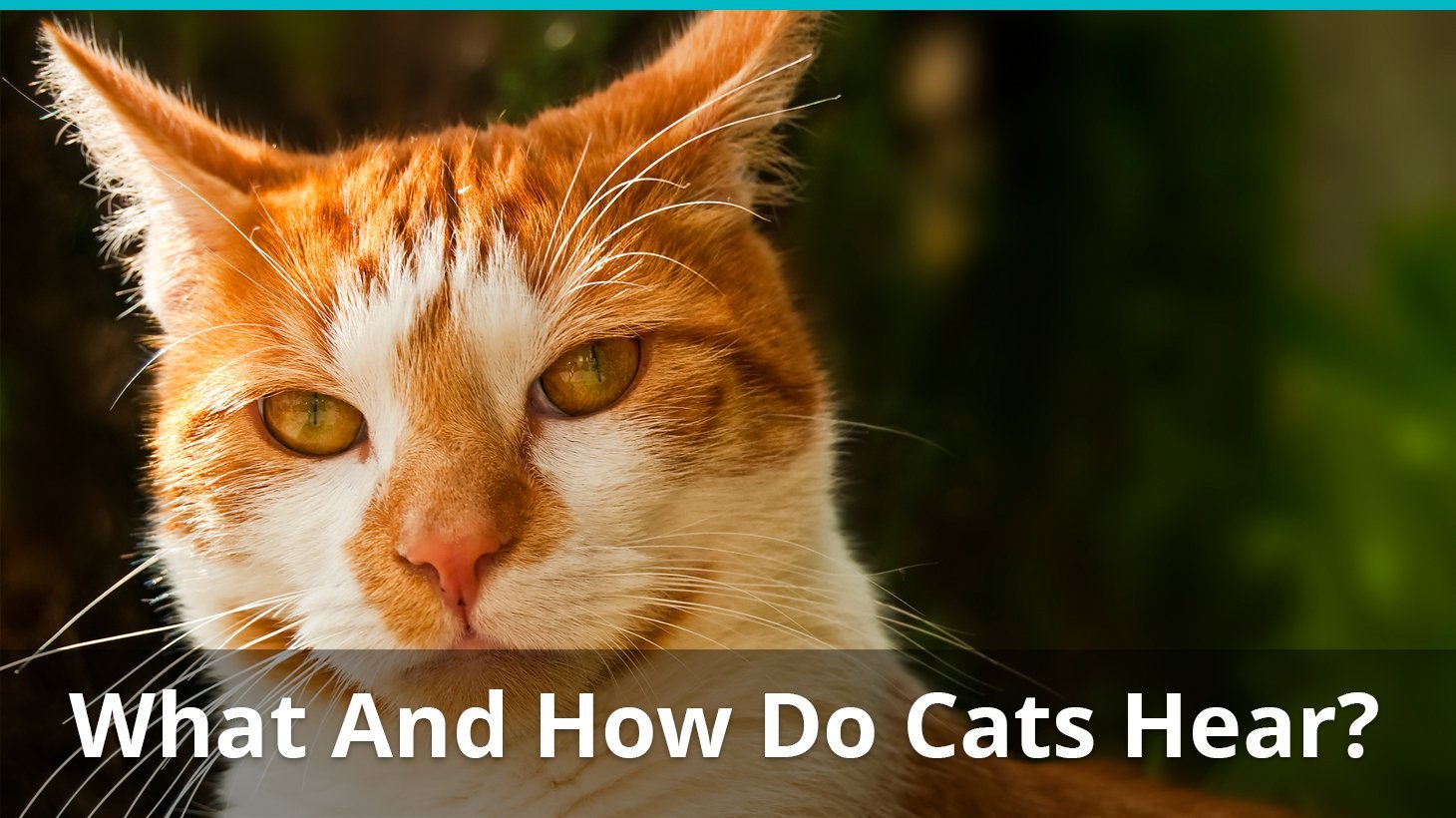 What And How Do Cats Hear? Frequency, Range, And More