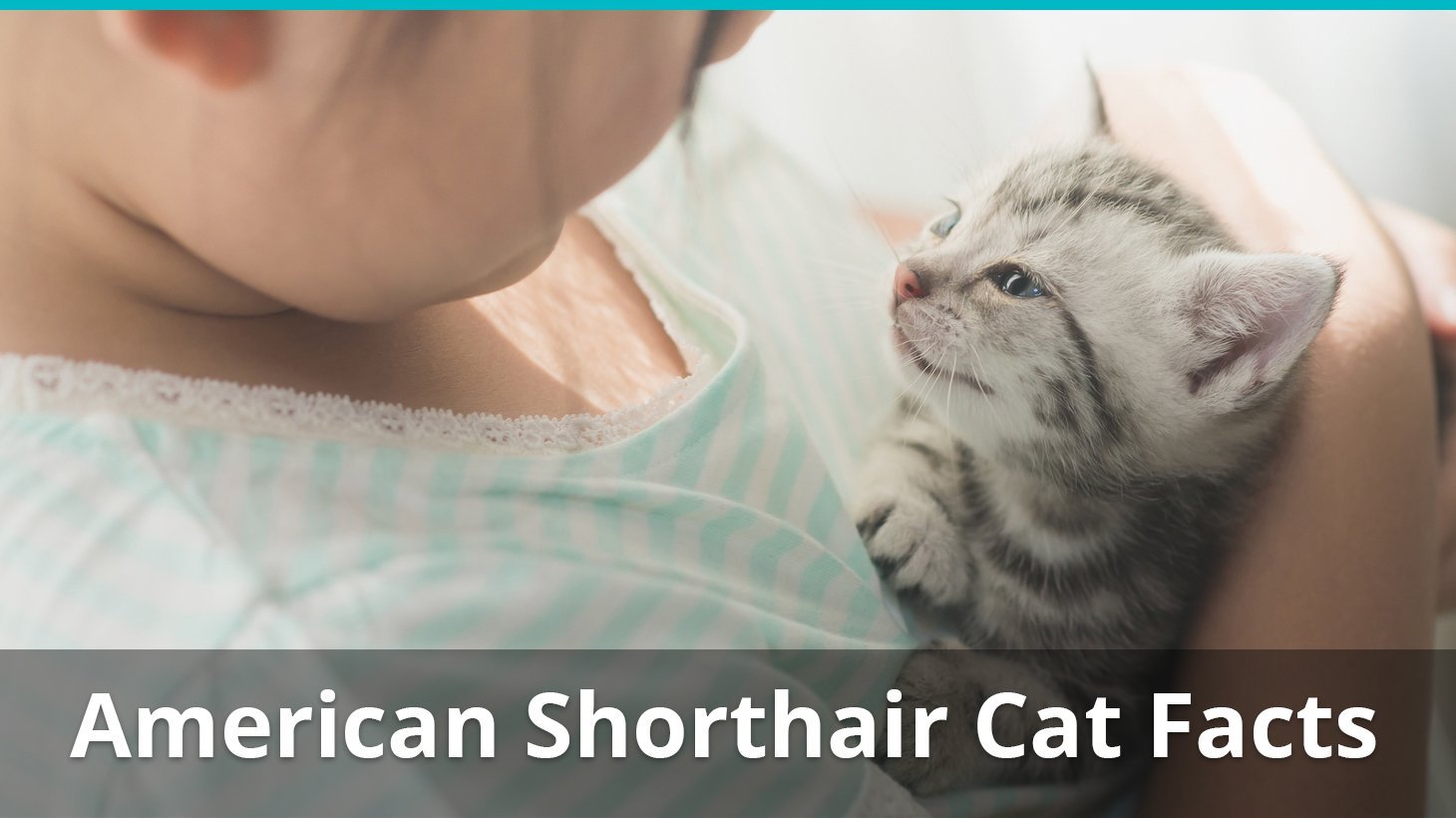 american shorthair cat facts