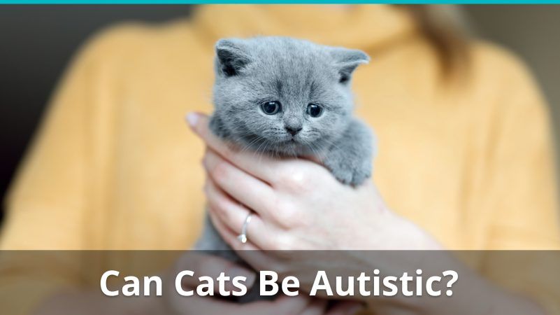 Autism In Cats: Can Kitties Be Autistic?