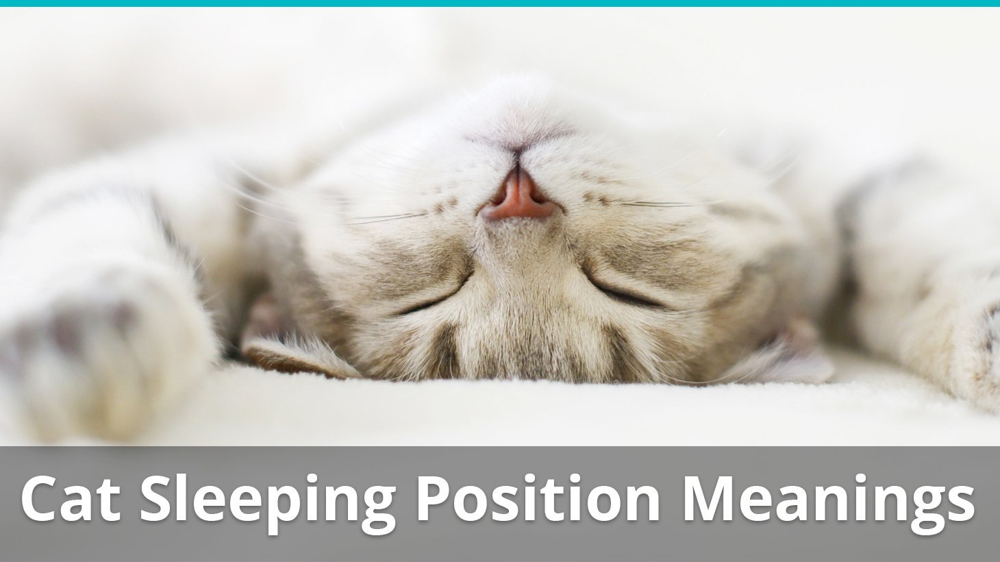 cat sleeping position meaning