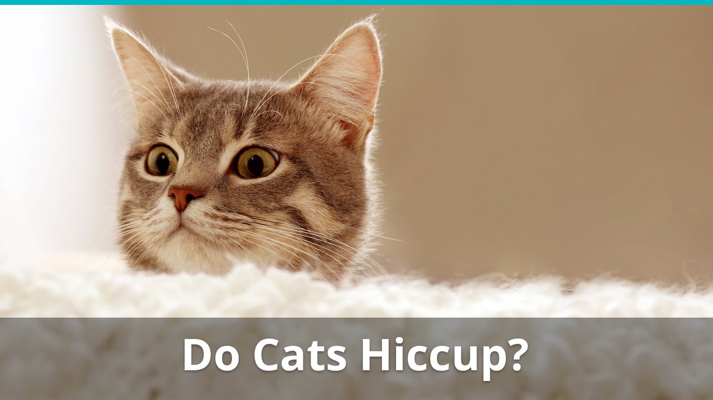 do cats hiccup