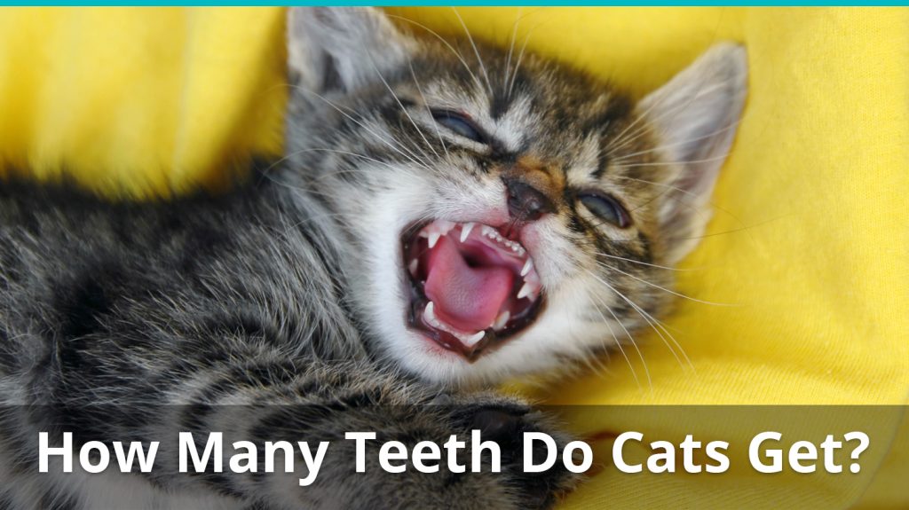 how-many-teeth-does-an-adult-house-cat-have