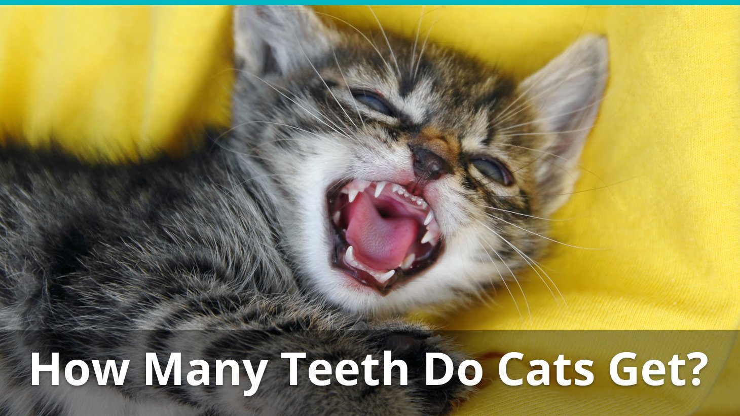 how many teeth do cats get