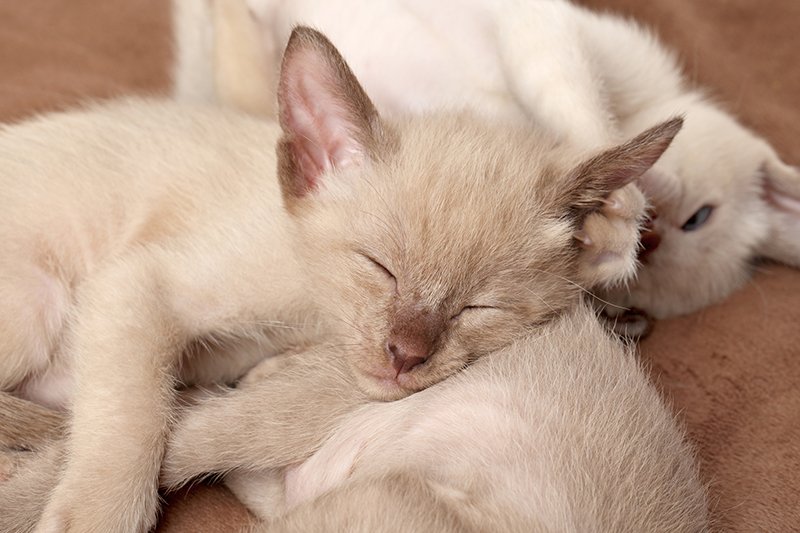 oriental shorthair cat