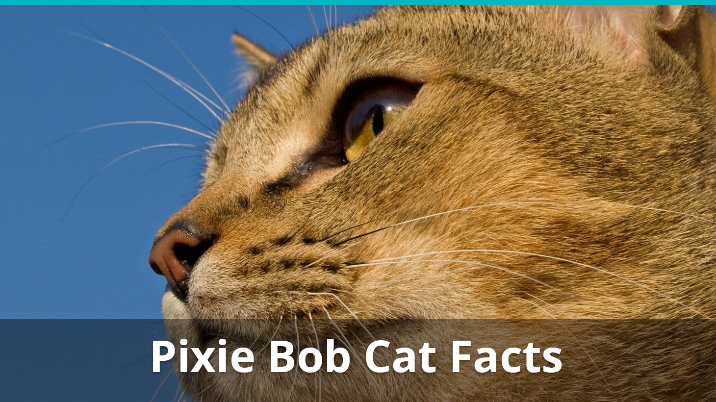 pixie bob cat facts