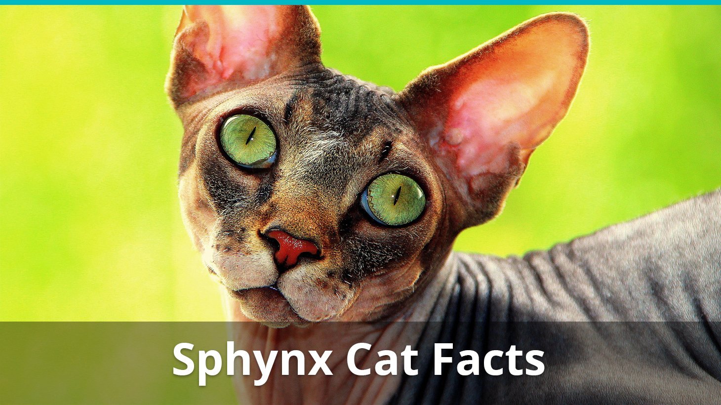 sphynx cat facts