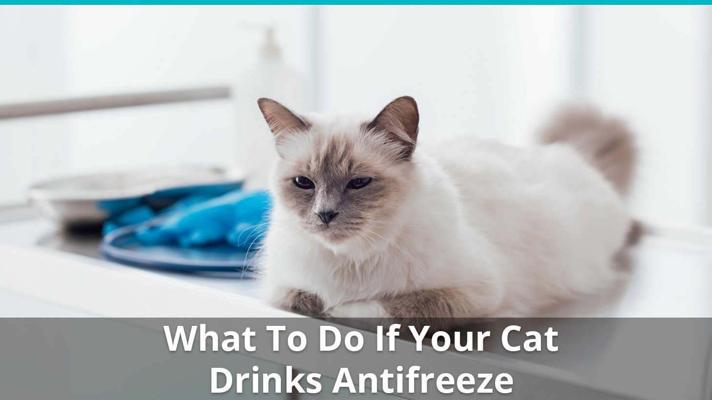 what to do if cat drinks antifreeze