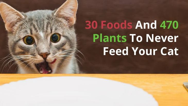 30 Foods And 470 Plants To Never Feed Your Cat