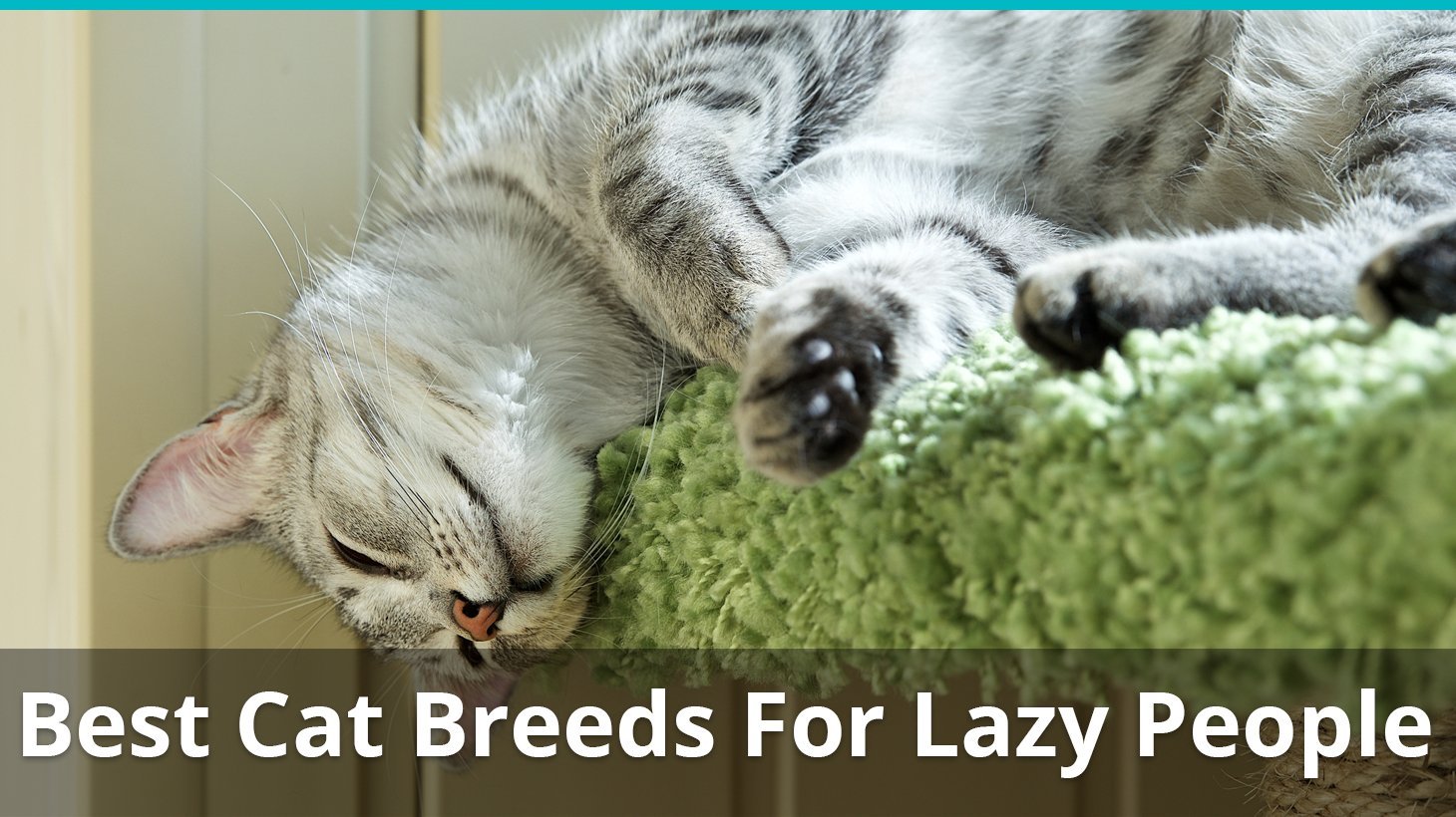 best cat breeds for lazy people