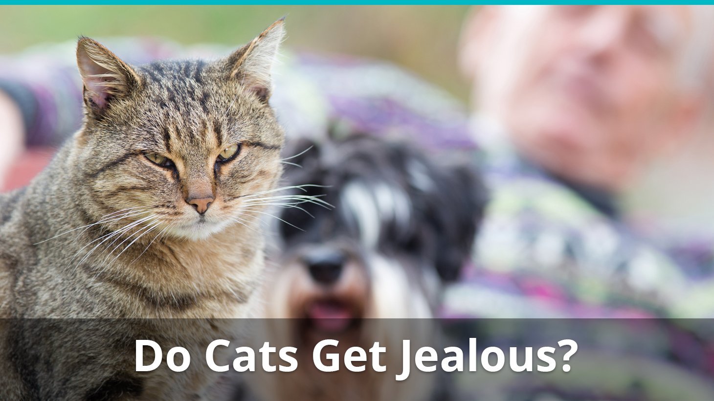 do cats get jealous