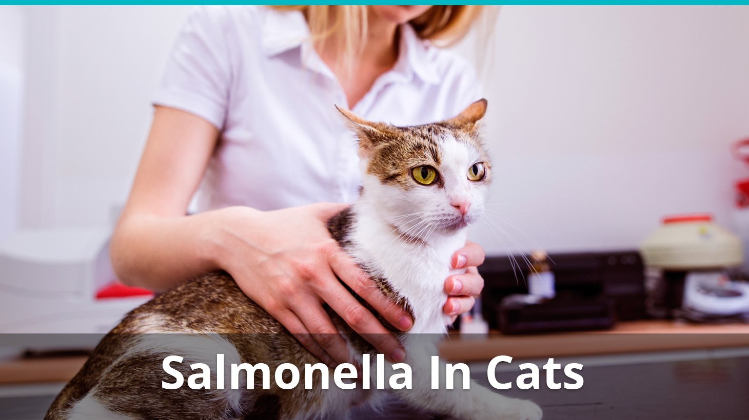 salmonella in cats