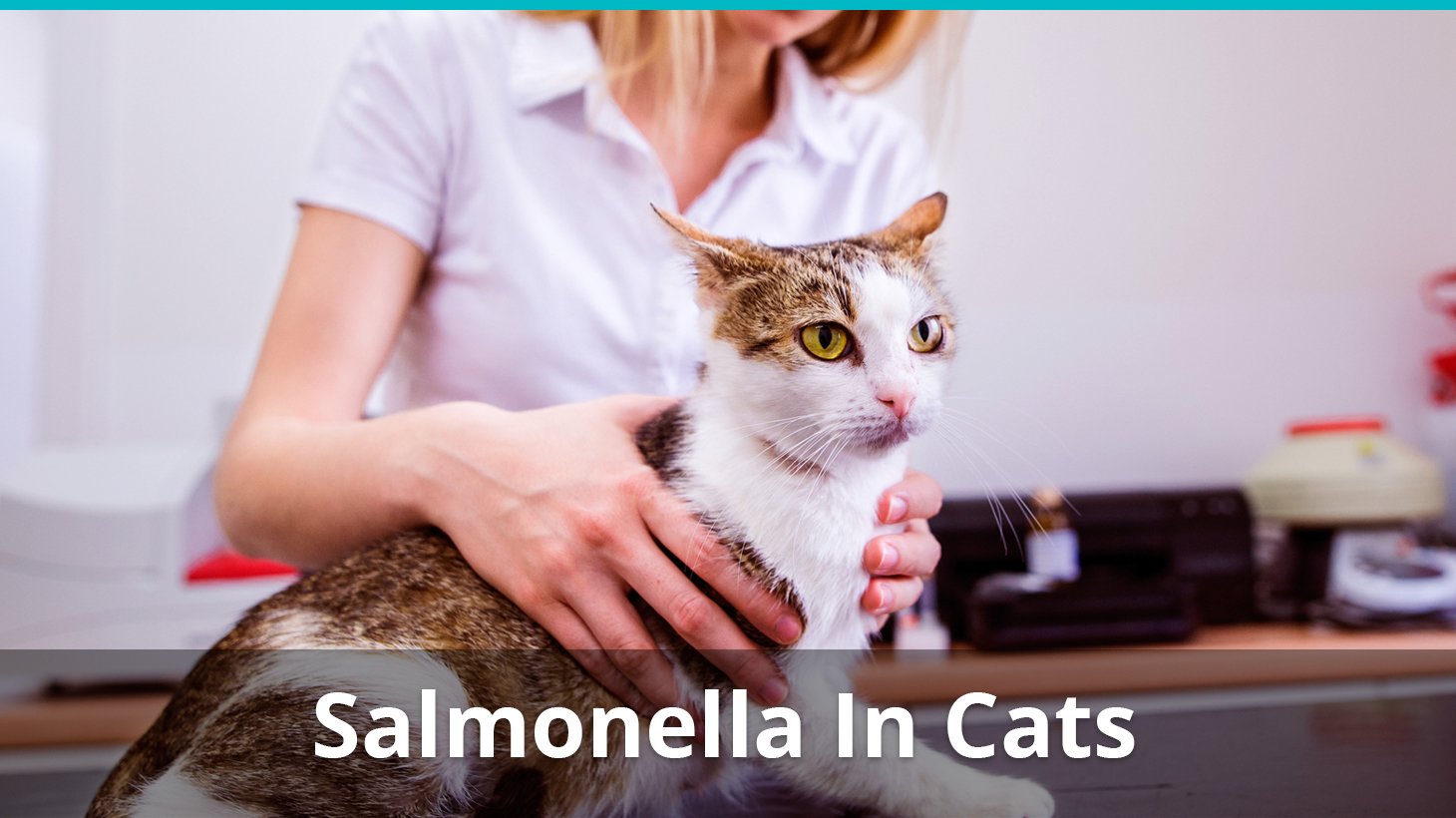 Salmonella And Food Poisoning In Cats Symptoms Causes Treatment