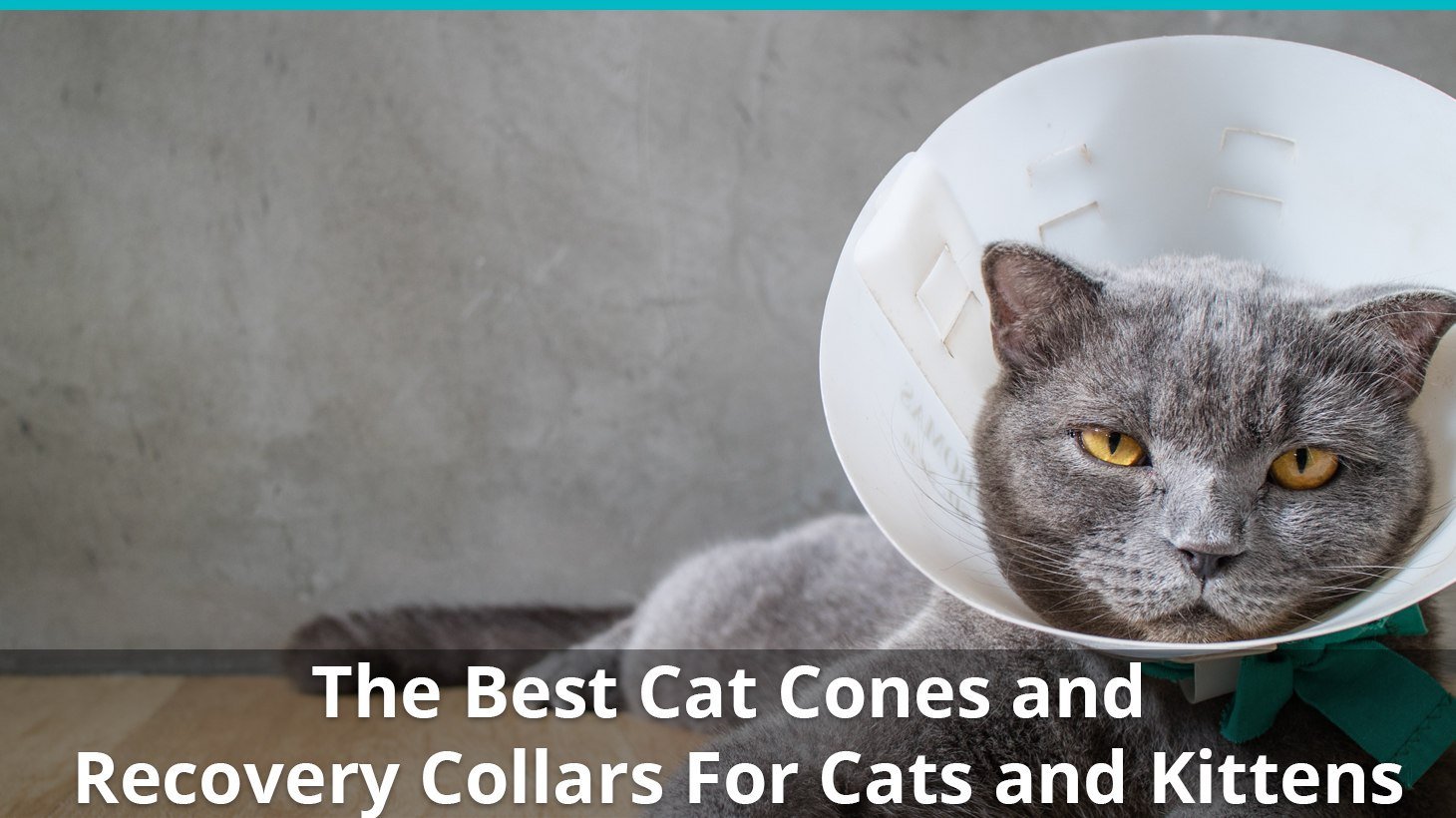 best cat cones and recovery collars