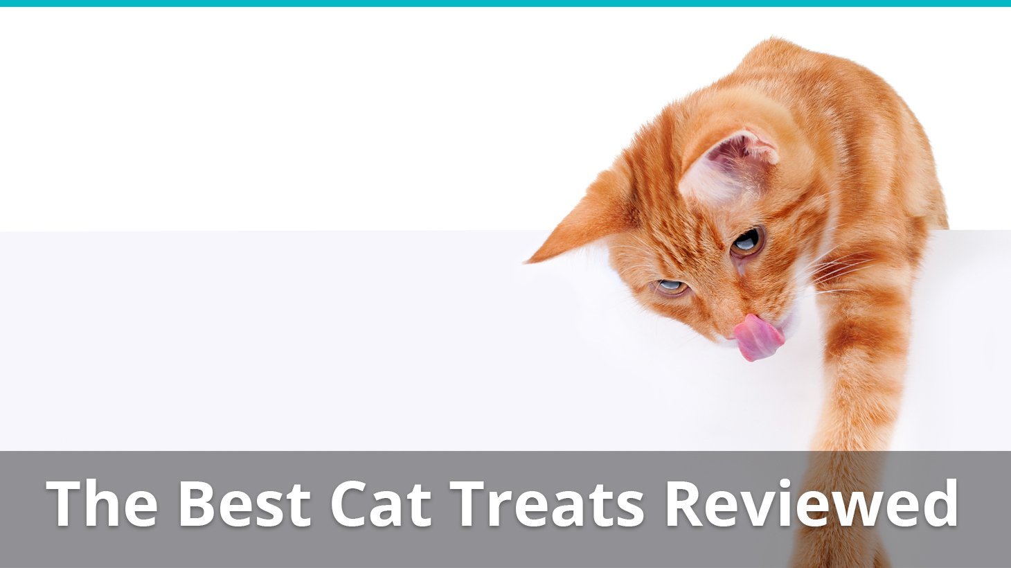 best cat treats reviews
