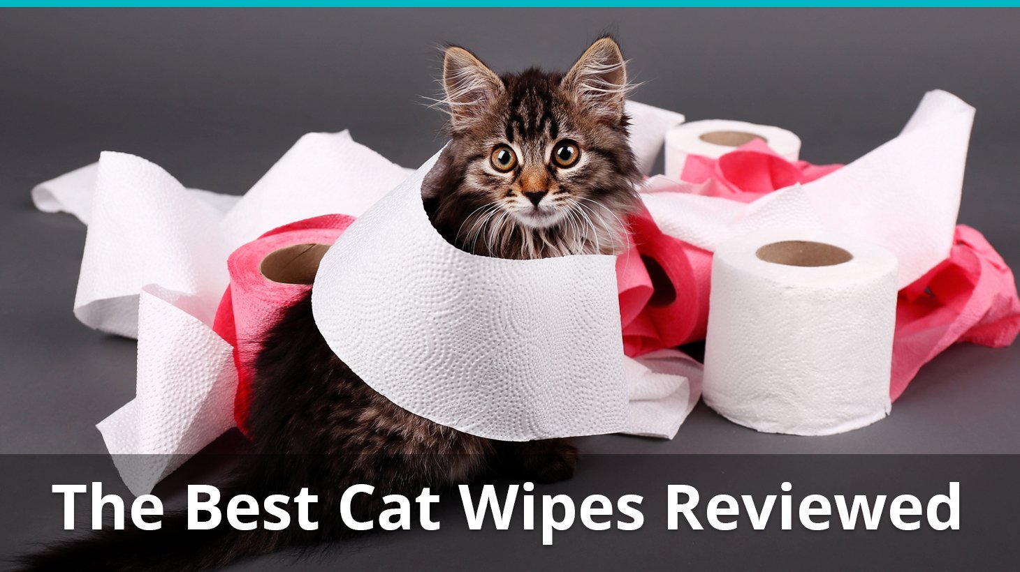 best cat wipe reviews