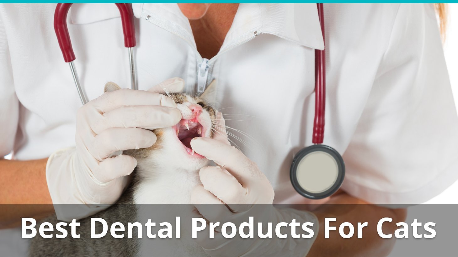 best dental products cats