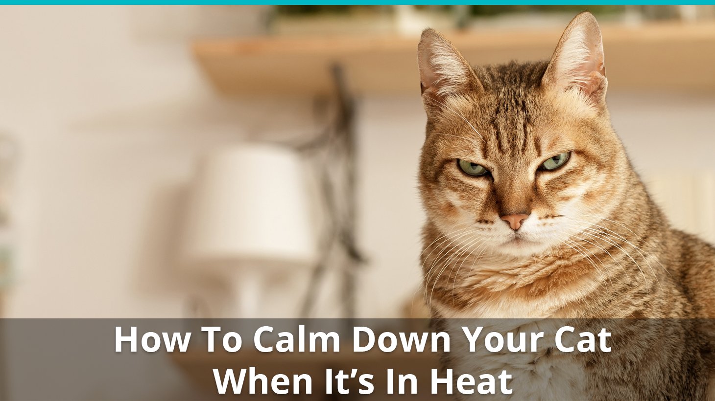 How to get your 2024 cat out of heat