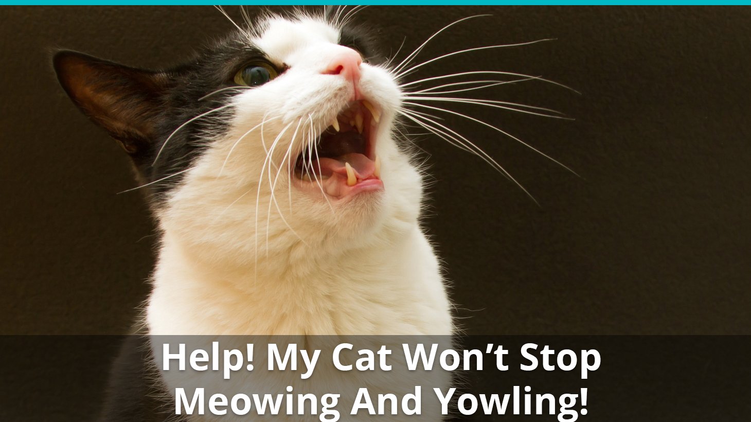 What To Do If Your Cat Won t Stop Meowing Or Yowling How To Stop It