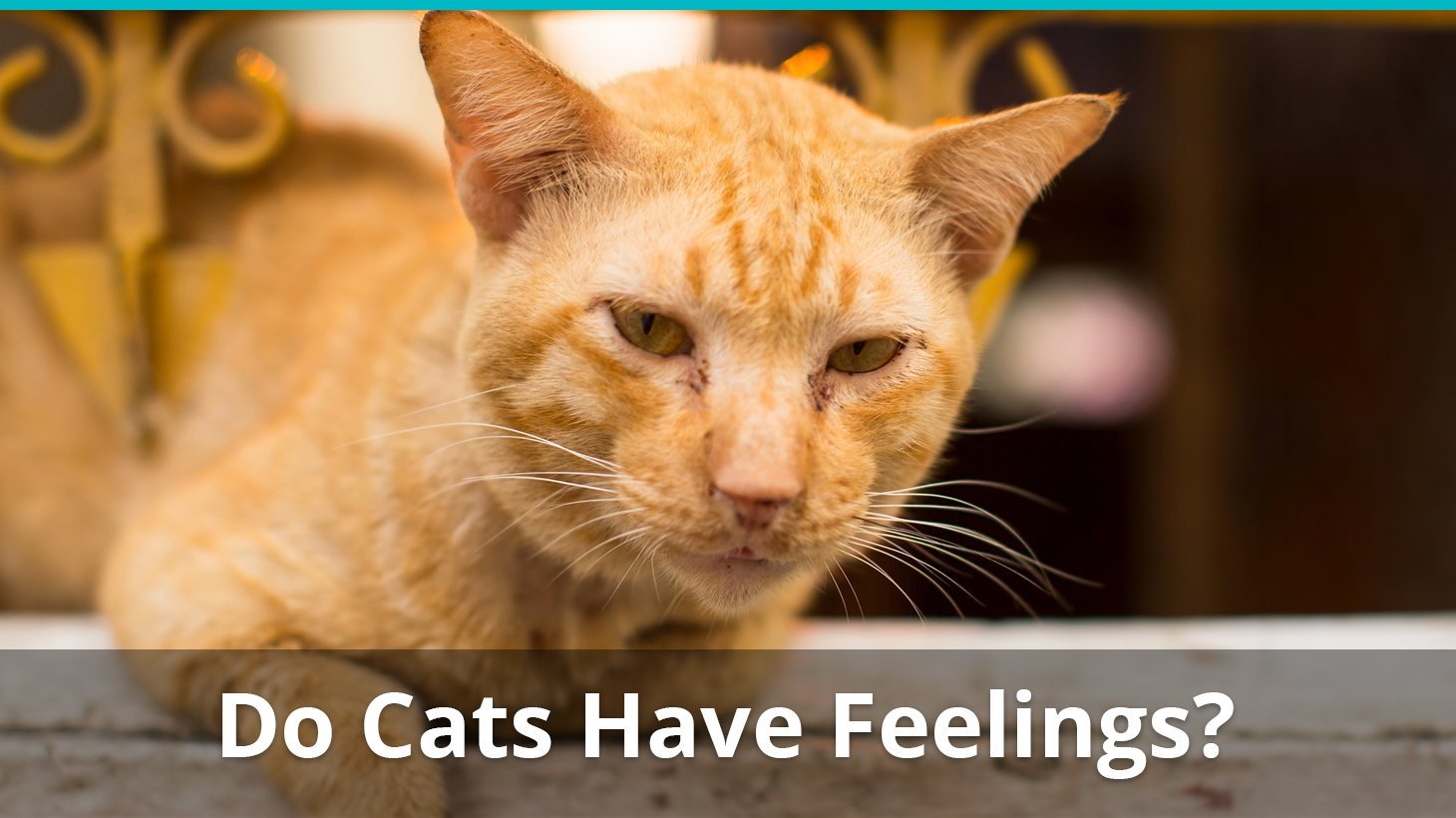 do cats have feelings