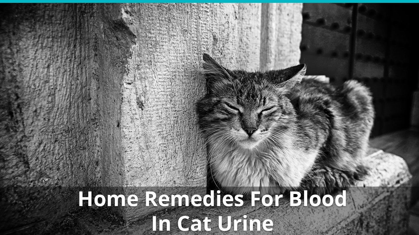 home remedies blood cat urine