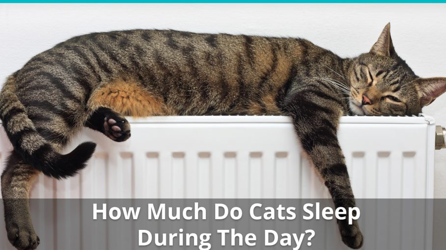 How Much Do Cats Sleep During The Day? How Many Hours Are Needed