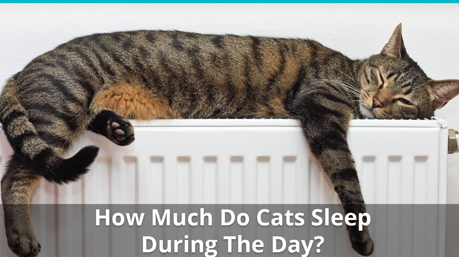 how much do cats sleep during the day