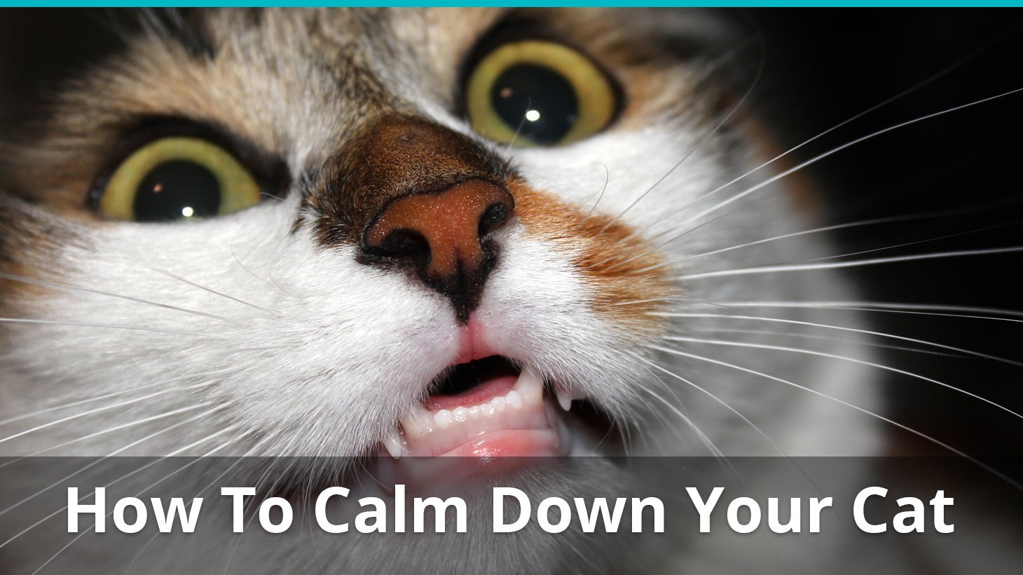 how to calm down your cat