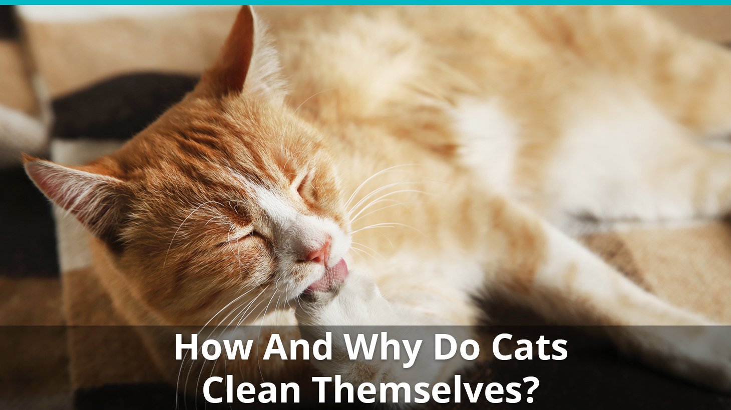 how why cats clean themselves