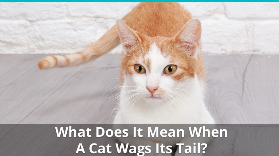 end of my cat's tail wagging