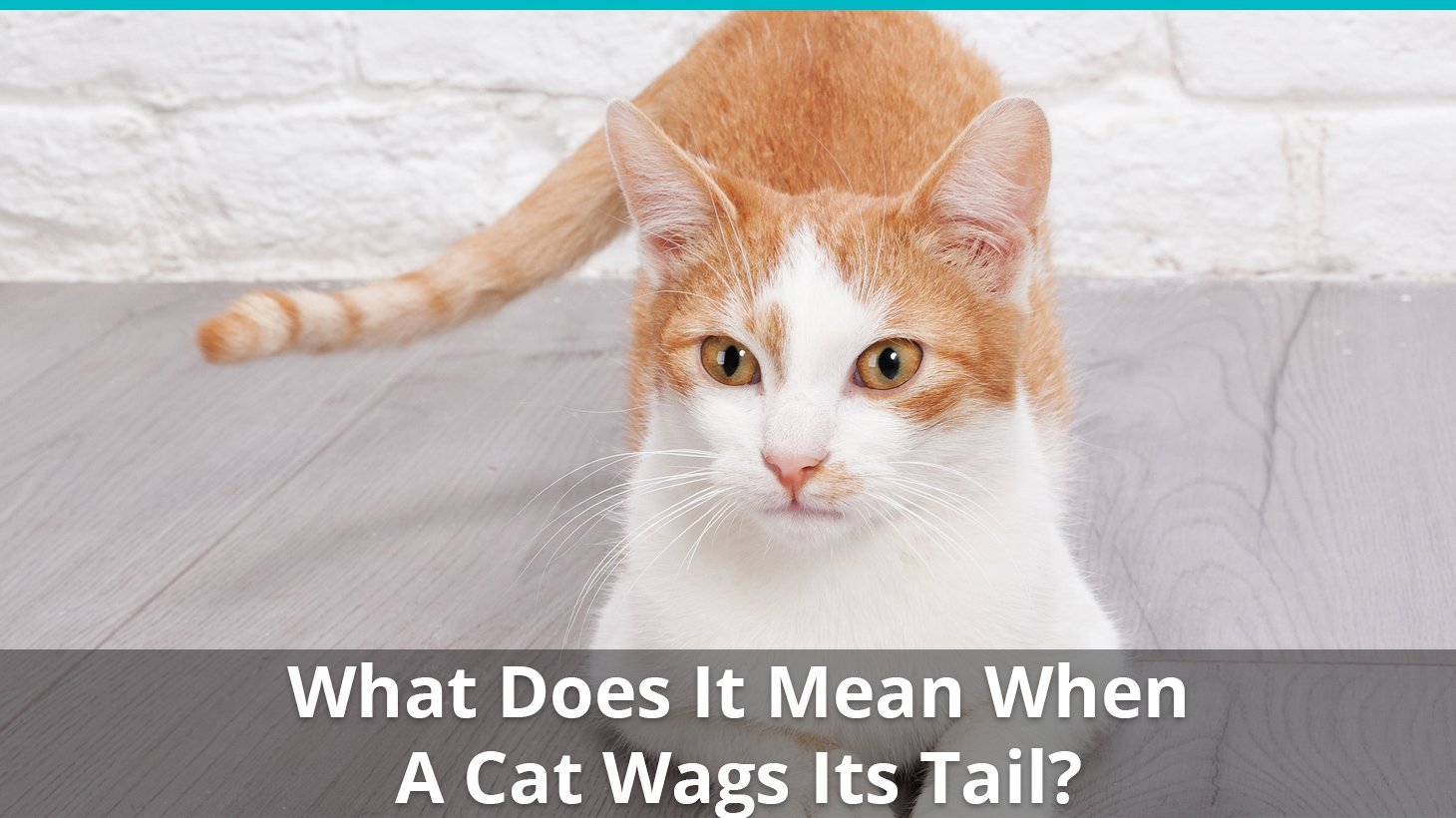 what does it mean cat wags tail