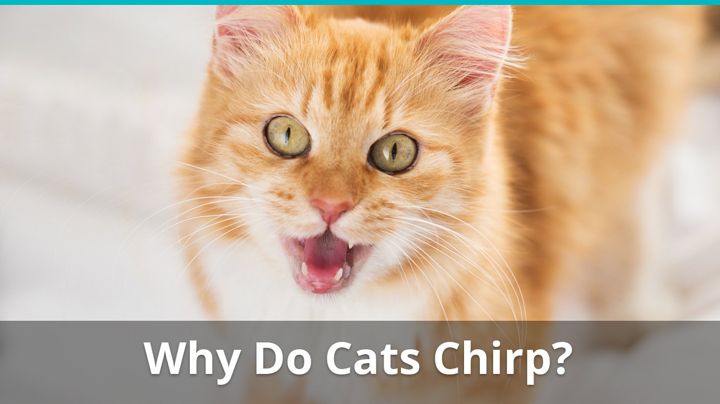 why do cats chirp
