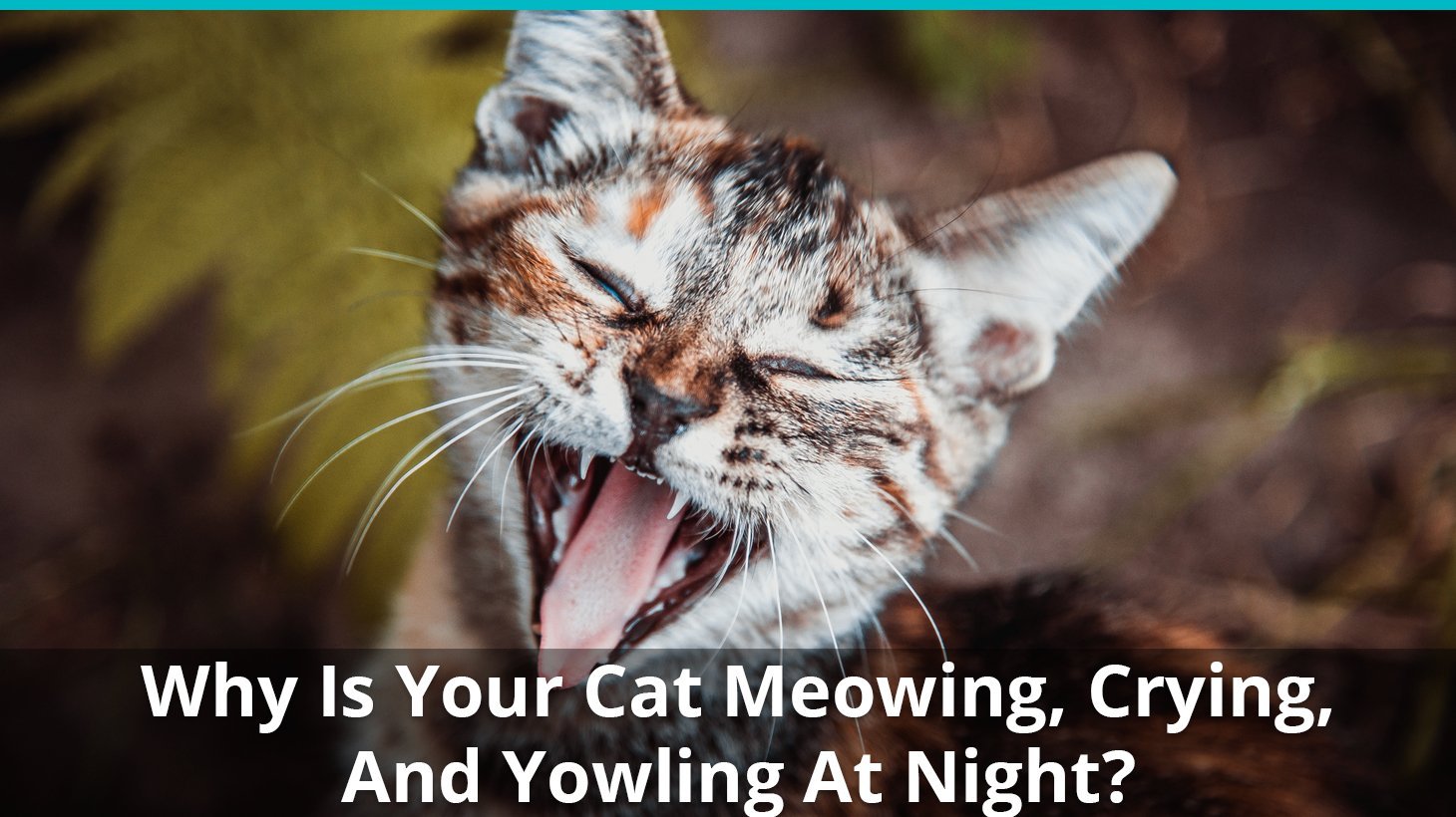 why is cat meowing at night