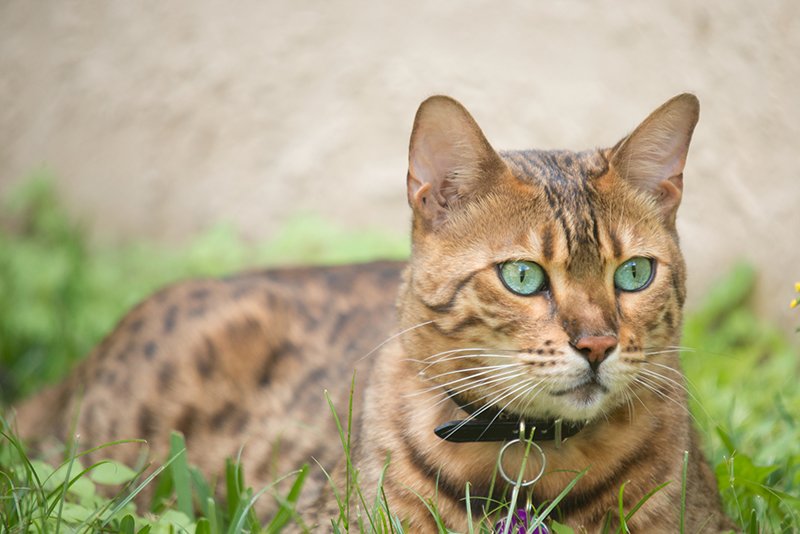 bengal cat