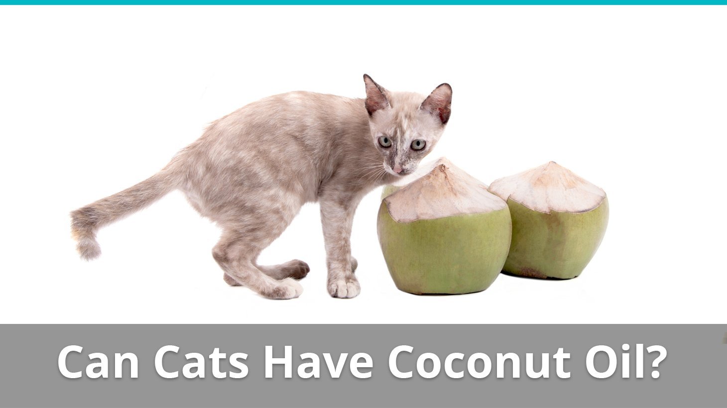 can cats have coconut oil