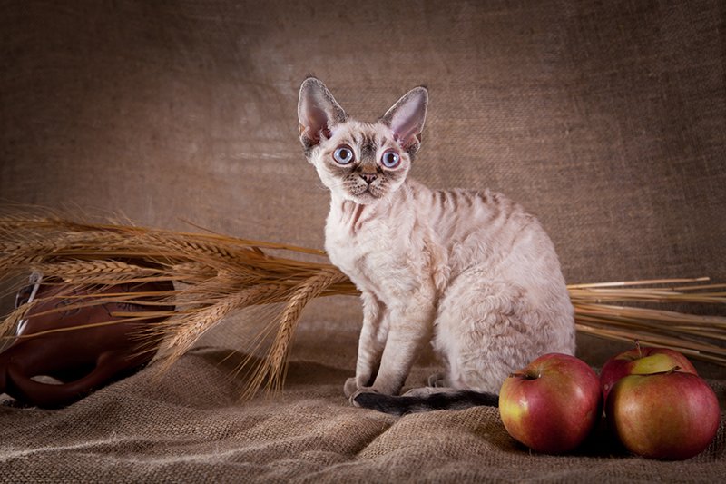 devon rex cat