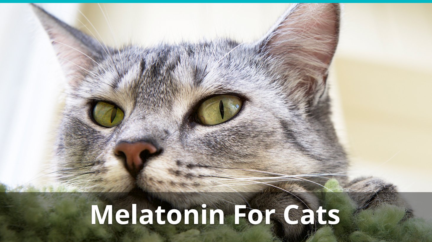 can cats take liquid melatonin