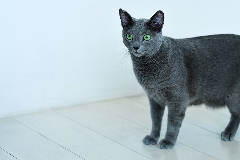 russian blue cat